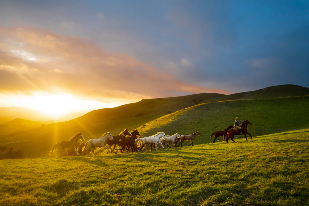 Steppin out 2025 western wear